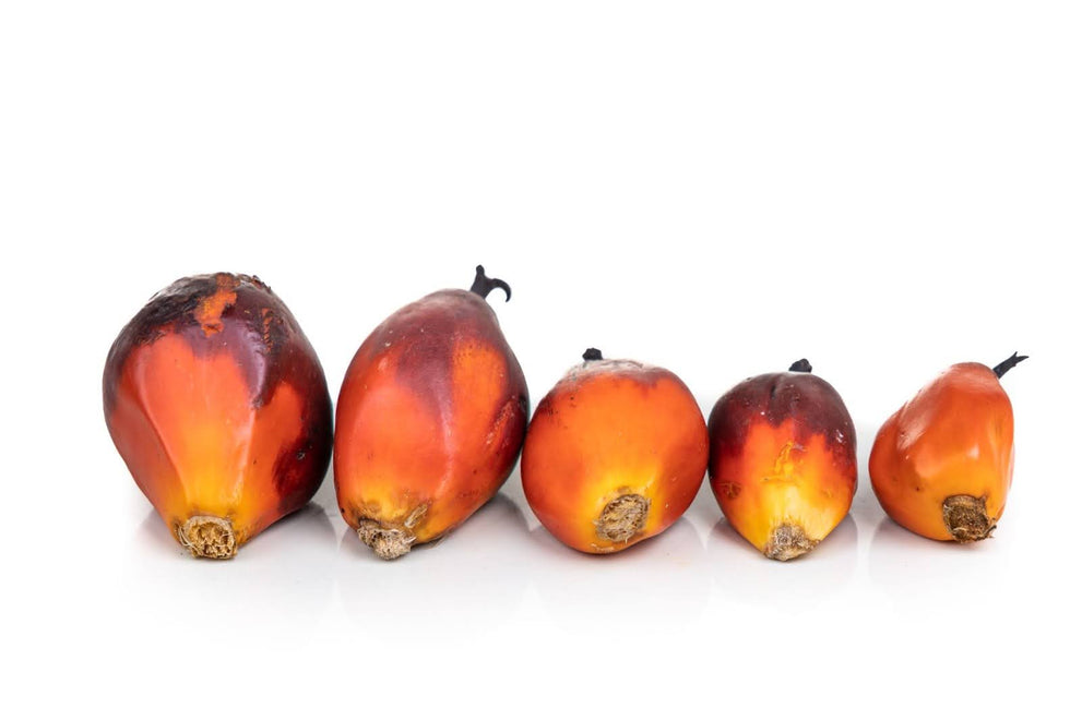 Oil Palm Fruits